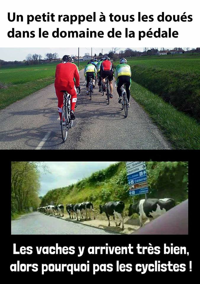 chute peloton impressionnante  Cyclistes-vaches